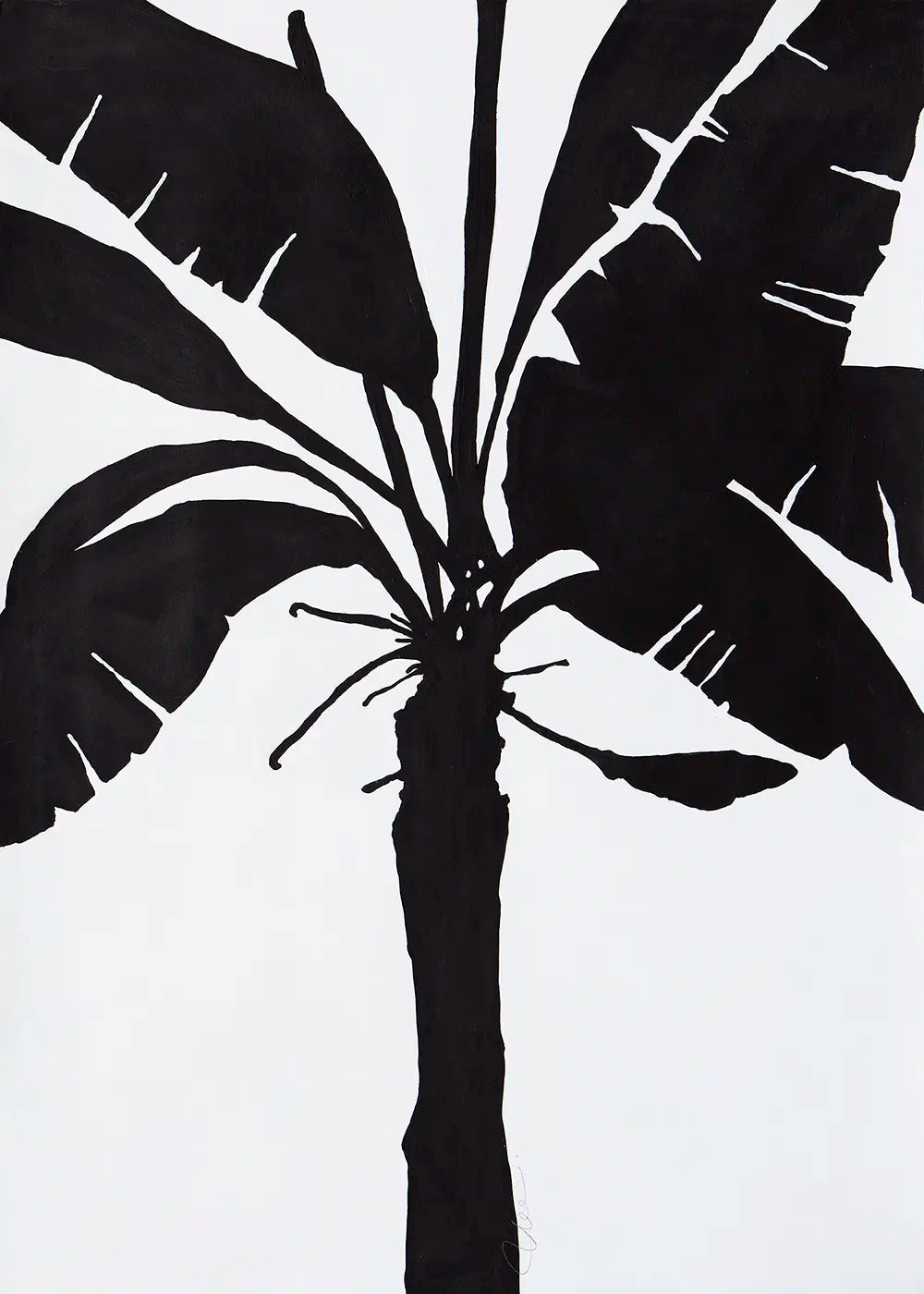 Banana Palm ll - 2022