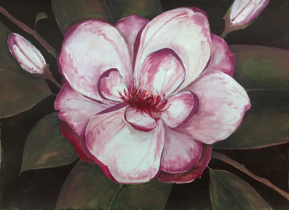 Blushing Magnolia - 2016