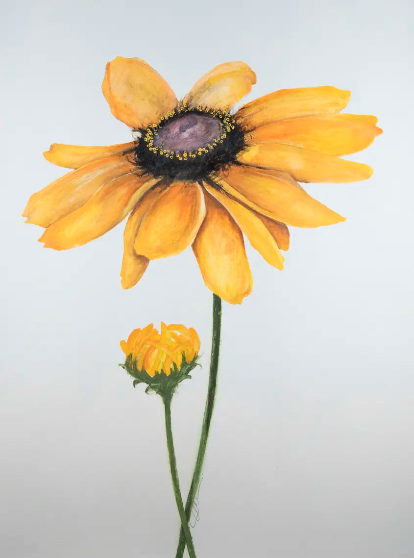 Wild Yellow Daisy - 2016