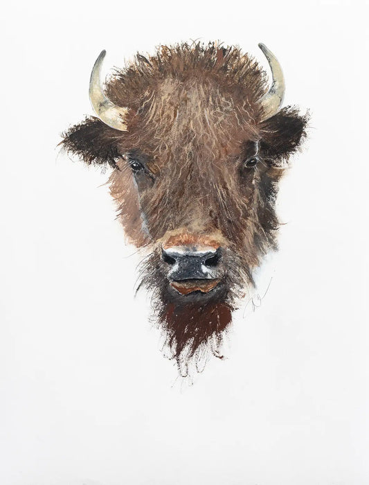American Bison - 2024