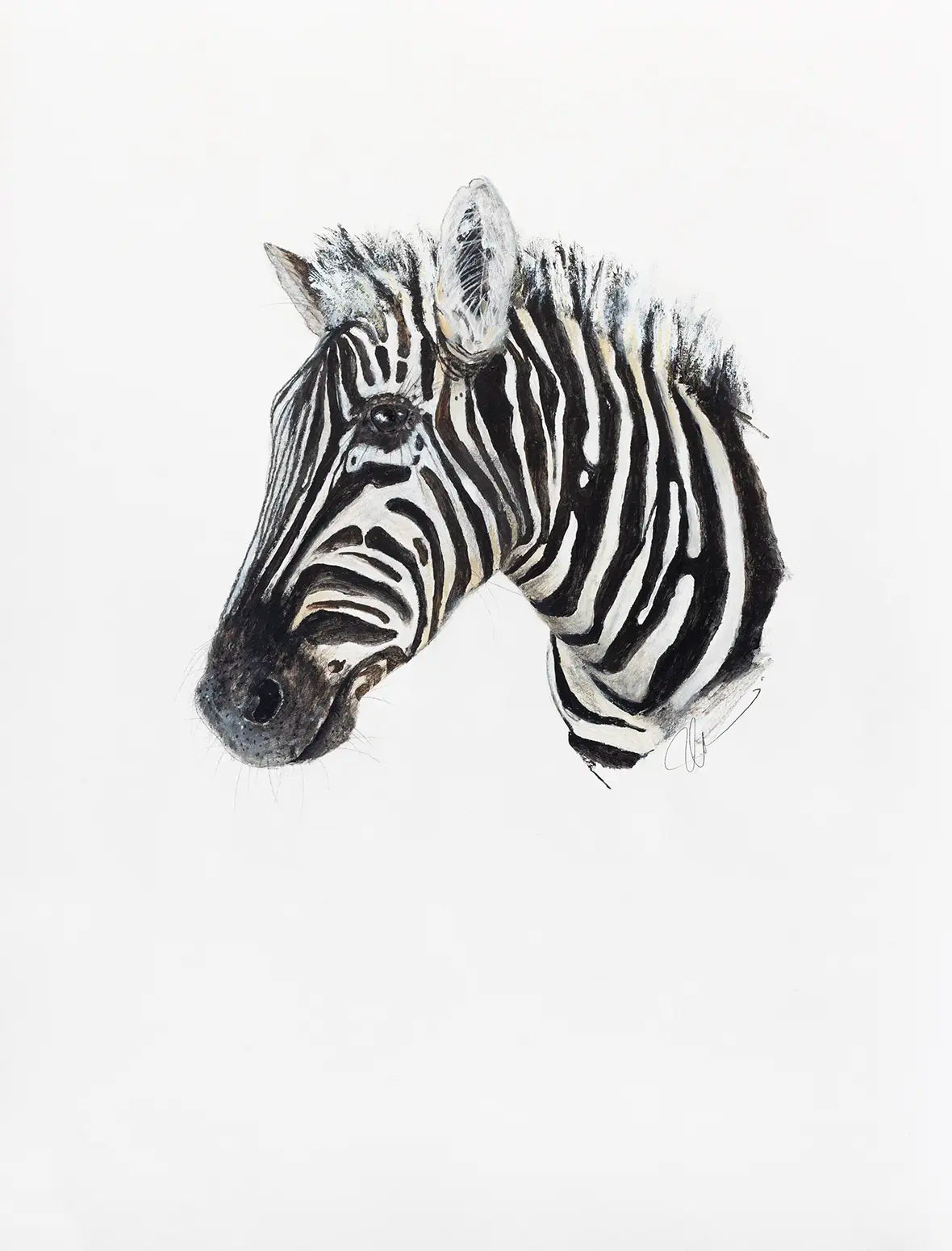 Zebra - 2024