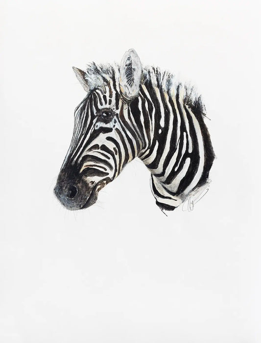 Zebra - 2024