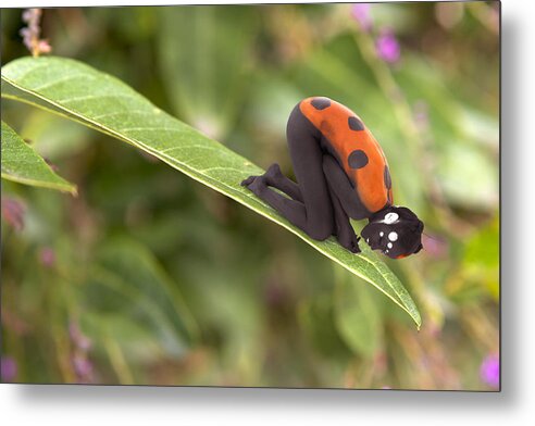 Ladybug - l